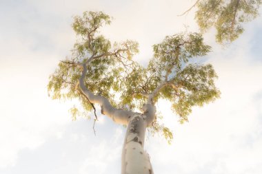 Looking up at a gum tree or Eucalyptus with a glowing hazy sky background . High quality photo clipart