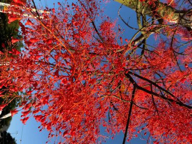 Alev Ağacı Brachychiton aserifolius mavi gökyüzü arkaplanlı. Yüksek kalite fotoğraf