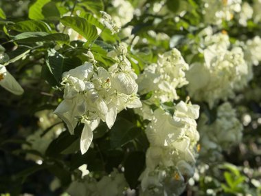 Güzel bir demet beyaz çiçek bir ağaçta çiçek açıyor, büyüleyici bir görsel ekran yaratıyor.