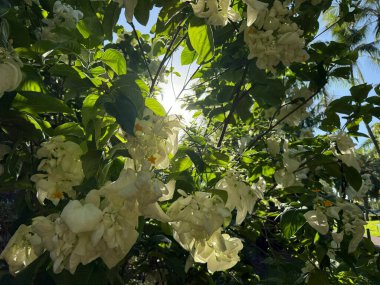 Güneş ışıl ışıl parlıyor, bembeyaz çiçeklerle süslenmiş güzel bir ağacın yemyeşil yapraklarının arasından süzülüyor.