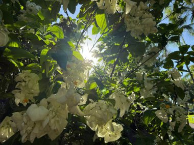 Sıcak güneş, narin beyaz çiçeklerle süslenmiş güzel bir ağacın yemyeşil yaprakları arasında ışıl ışıl parlıyor.