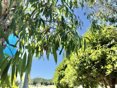 Melaleuca Paperbark Leaves and Seed Pods against a blue sky. High quality photo clipart