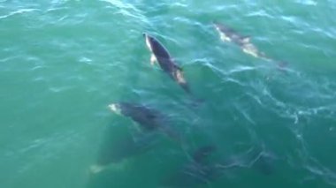 Canlı bir yunus sürüsü pırıl pırıl okyanusun berrak turkuaz sularında zarifçe yüzüyor.
