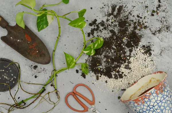 Üst manzara masası: kökleri, toprağı, saksısı, küreği, makası olan yeşil bitki. Ev bitkilerinin yenilenmesi