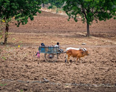 Çiftçi ailesi güneşli bir günde çiftlikten eve öküz arabasıyla dönüyorlar..