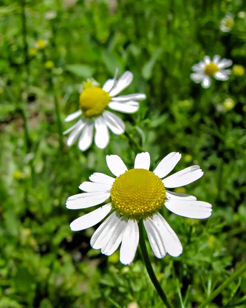 Jasny Biały Kwiat Cynnii Ciemnożółtym Środkiem Porcji — Zdjęcie stockowe
