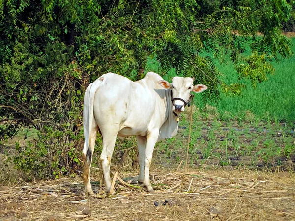 在绿地里拍下一头白牛的近照 直视镜头 — 图库照片