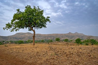Hindistan, Maharashtra 'daki köyün dışında, arka planda tren yolu ve köprüsü olan tepedeki yalnız ağaç..