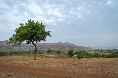 Hindistan, Maharashtra 'daki köyün dışında, arka planda tren yolu ve köprüsü olan tepedeki yalnız ağaç..