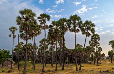 Hindistan, Rameswaram 'da bulutlu mavi gökyüzü arka planına sahip bir sürü uzun hindistan cevizi ağacı..