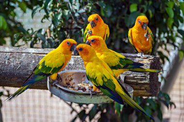 Güneş konservesi, aynı zamanda güneş papağanları olarak da bilinir, yemeklerini Kevadia, Gujrat, Hindistan 'daki orman safarisinde birlikte yerler..