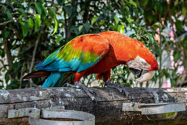 stock image Colorful Red,Blue Makaw bird sitting on a branch of tree in Jungle Safari zoo in Kevadia, Gujrat, India.