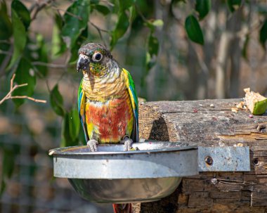 Sun conure, also known as the sun parakeet, sitting on a platr of feed in Jungle Safari zoo at Kevadia, Gujrat, India. clipart