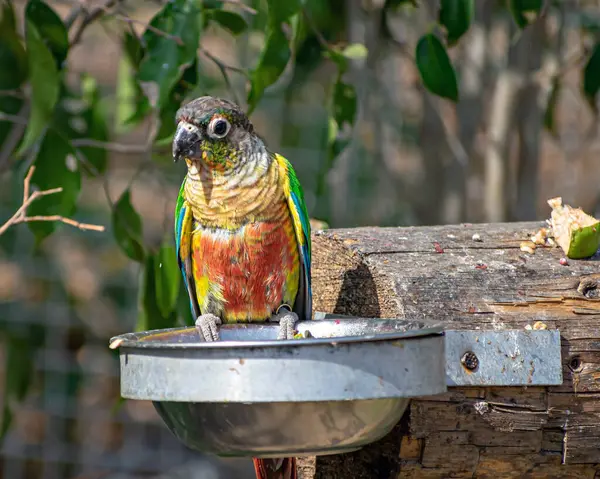 stock image Sun conure, also known as the sun parakeet, sitting on a platr of feed in Jungle Safari zoo at Kevadia, Gujrat, India.