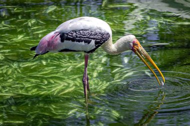 Hindistan 'ın Gujrat Anıtı yakınlarındaki Kevadia' da bir gölde yemek yiyen Boyalı Leylek 'in (Mycteria leucocephala) yakın plan resmi..