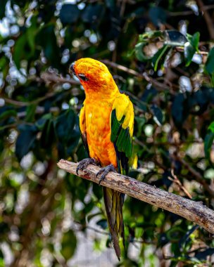 Sun conure, also known as the sun parakeet, sitting on a branch of tree in Jungle Safari zoo at Kevadia, Gujrat, India. clipart