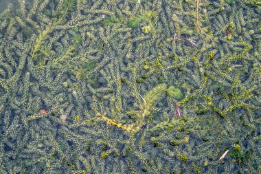 Suyun altında bir sürü yeşil su bitkisi var.
