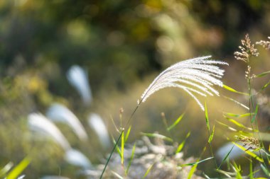 Sazlıklar gün boyunca açık havada uçar.