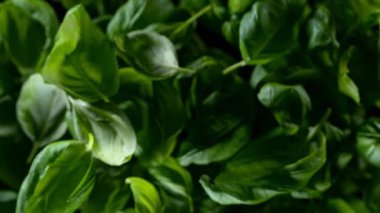 Flying Tasty Basil 'in Süper Yavaş Çekimi 1000 Fps' de Kara Arkaplanda İzole Edildi. 4K 'da Yüksek Hız Sinema Kamerası ile çekildi..