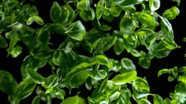 Flying Tasty Basil 'in Süper Yavaş Çekimi 1000 Fps' de Kara Arkaplanda İzole Edildi. 4K 'da Yüksek Hız Sinema Kamerası ile çekildi..