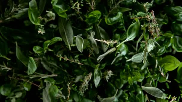 Super Slow Motion Shot Flying Tasty Green Herbs Aislado Sobre — Vídeo de stock