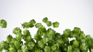 Flying Fresh Hops 'un Süper Yavaş Çekimi Beyaz Arka plan' da 1000 fps 'de izole edildi. 4K 'da Yüksek Hız Sinema Kamerası ile çekildi..