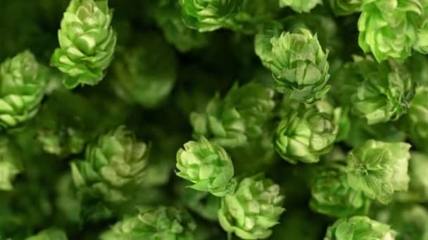 Super Slow Motion Detail Shot Fresh Green Hops Flying Camera — Stock video