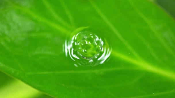 슬로우 모션의 1000Fps Fresh Green Leaf Water Surface 떨어지게 시네마 — 비디오