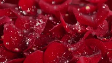 1000 fp hızla kırmızı gül yapraklarının üzerine düşen ve sıçrayan su damlalarının süper yavaş çekimi. 4K 'da yüksek hızlı sinema kamerası ile çekildi...