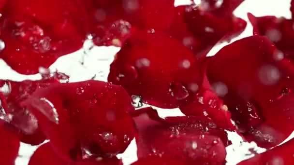 1000 Fpsで赤いバラの花びらに落ちると飛び散る水の超スローモーションショット 4Kの高速映画カメラで撮影 — ストック動画