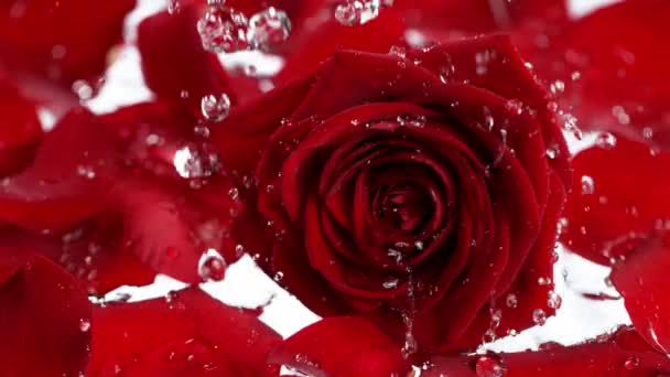 Сверхмедленный Снимок Капель Воды Падающих Плещущихся Красном Цвете Роз Скоростью — стоковое видео