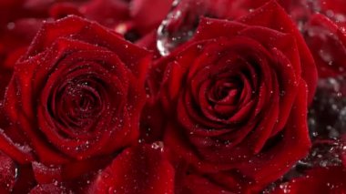 Düşerken ve kırmızı gül sıçratırken çekilen süper yavaş çekim 1000 fps hızla suya düşer. 4K 'da yüksek hızlı sinema kamerası ile çekildi...