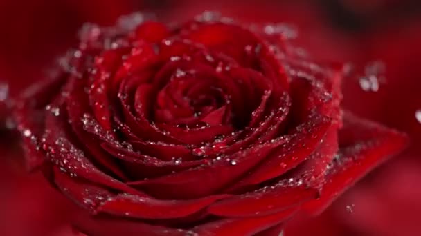 Σούπερ Αργή Κίνηση Πυροβόλησε Περιτροπής Και Πιτσιλίσματος Κόκκινο Τριαντάφυλλο Ανθίσει — Αρχείο Βίντεο