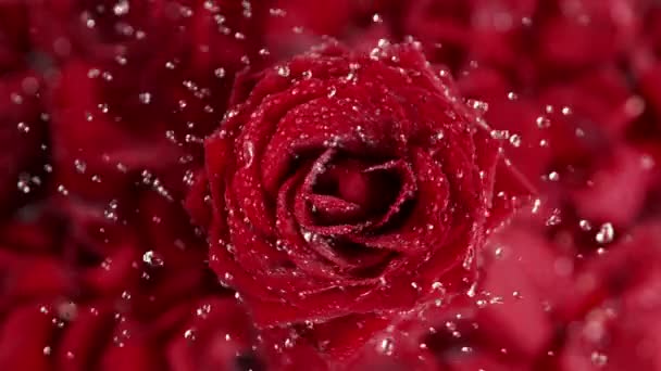 Σούπερ Αργή Κίνηση Πυροβόλησε Περιτροπής Και Πιτσιλίσματος Κόκκινο Τριαντάφυλλο Ανθίσει — Αρχείο Βίντεο