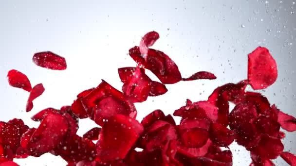 実際の赤いバラの花びらと1000 Fpsで光を背景にした水の爆発の超スローモーションショット 4Kの高速映画カメラで撮影 — ストック動画