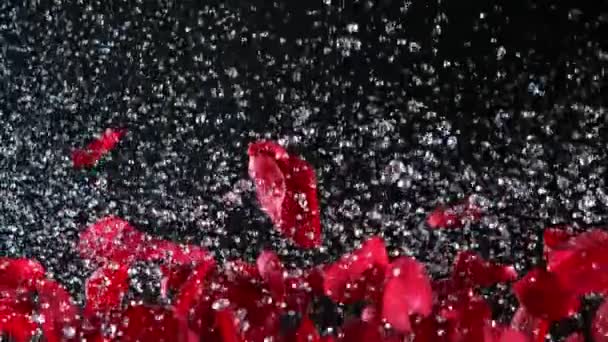 Super Wolne Ujęcie Prawdziwych Płatków Czerwonej Róży Eksplozji Wody Czarnym — Wideo stockowe