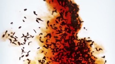 Sızdıran Siyah Çay 'ın Süper Yavaş Çekimi Beyaz Arkaplan' da izole edildi. 4K 'da Yüksek Hız Sinema Kamerası ile çekildi..