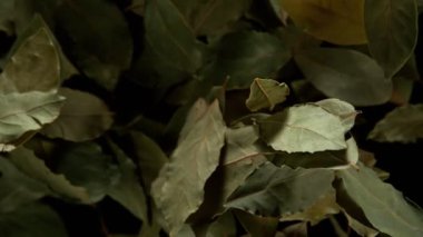 Kara Arkaplan 'da Yaprak Körfezi Patlamasının Süper Yavaş Çekimi, 1000fps. 4K Çözünürlükte Yüksek Hız Sinema Kamerasında Çekim.