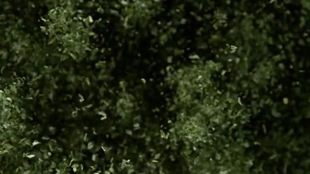 Super Slow Motion Shot Green Dryed Cheasoning Черном Фоне Скоростью — стоковое видео