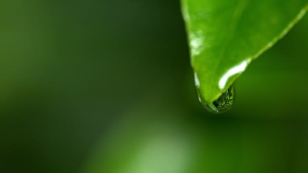 Super Slow Motion Shot Droplet Falling Από Fresh Green Leaf — Αρχείο Βίντεο