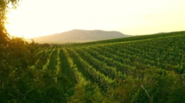 Sunny Wineyard 'ın Gündoğumunda Hava Aracı Çekimi.