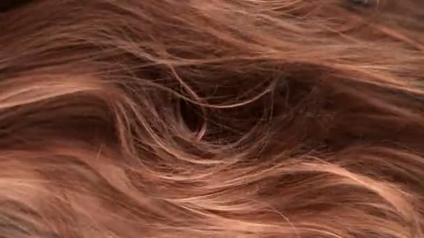 1000 Fpsで発見された茶色の髪の超スローモーションショット 4Kで高速シネマカメラで撮影 — ストック動画