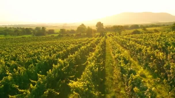 Drone Aereo Girato Sunny Wineyard All Alba — Video Stock