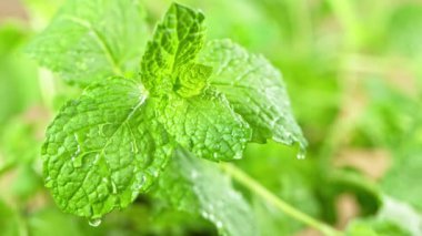 Süper Yavaş Hareketli Su Damlaları Taze Nane Yaprağı 'nın üstüne düşüyor. 4K Çözünürlükte Yüksek Hız Sinema Kamerası ile Çekildi.
