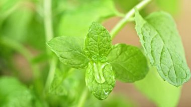 Süper Yavaş Hareketli Su Damlaları Taze Nane Yaprağı 'nın üstüne düşüyor. 4K Çözünürlükte Yüksek Hız Sinema Kamerası ile Çekildi.