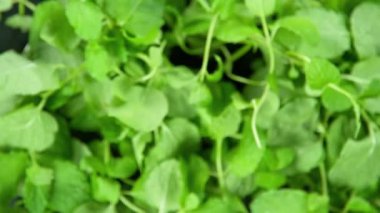 Flying Flying Fresh Mint 'in 1000 fps hızla kameraya doğru Süper Yavaş Çekimi. 4K Çözünürlükte Yüksek Hız Sinema Kamerası ile Çekildi.