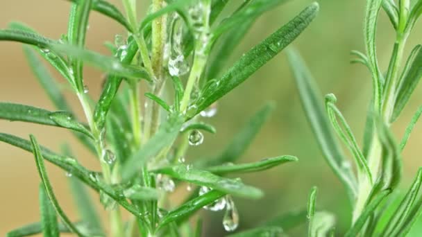 Super Slow Motion Shot Water Drop Πτώση Στο Fresh Rosemary — Αρχείο Βίντεο