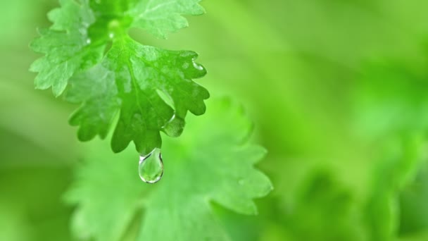 Super Slow Motion Shot Water Drop Falling Fresh Coriander Leaf — Vídeos de Stock