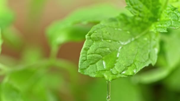 Super Slow Motion Shot Water Drops Falling Fresh Mint Leaf — Vídeos de Stock