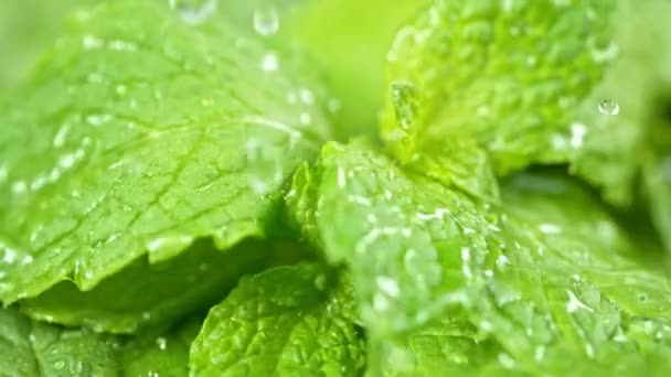 Super Slow Motion Shot Water Drop Falling Fresh Mint Leaf — Stock Video